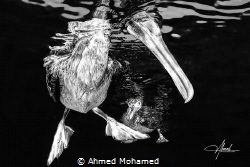 Socotra cormorant by Ahmed Mohamed 